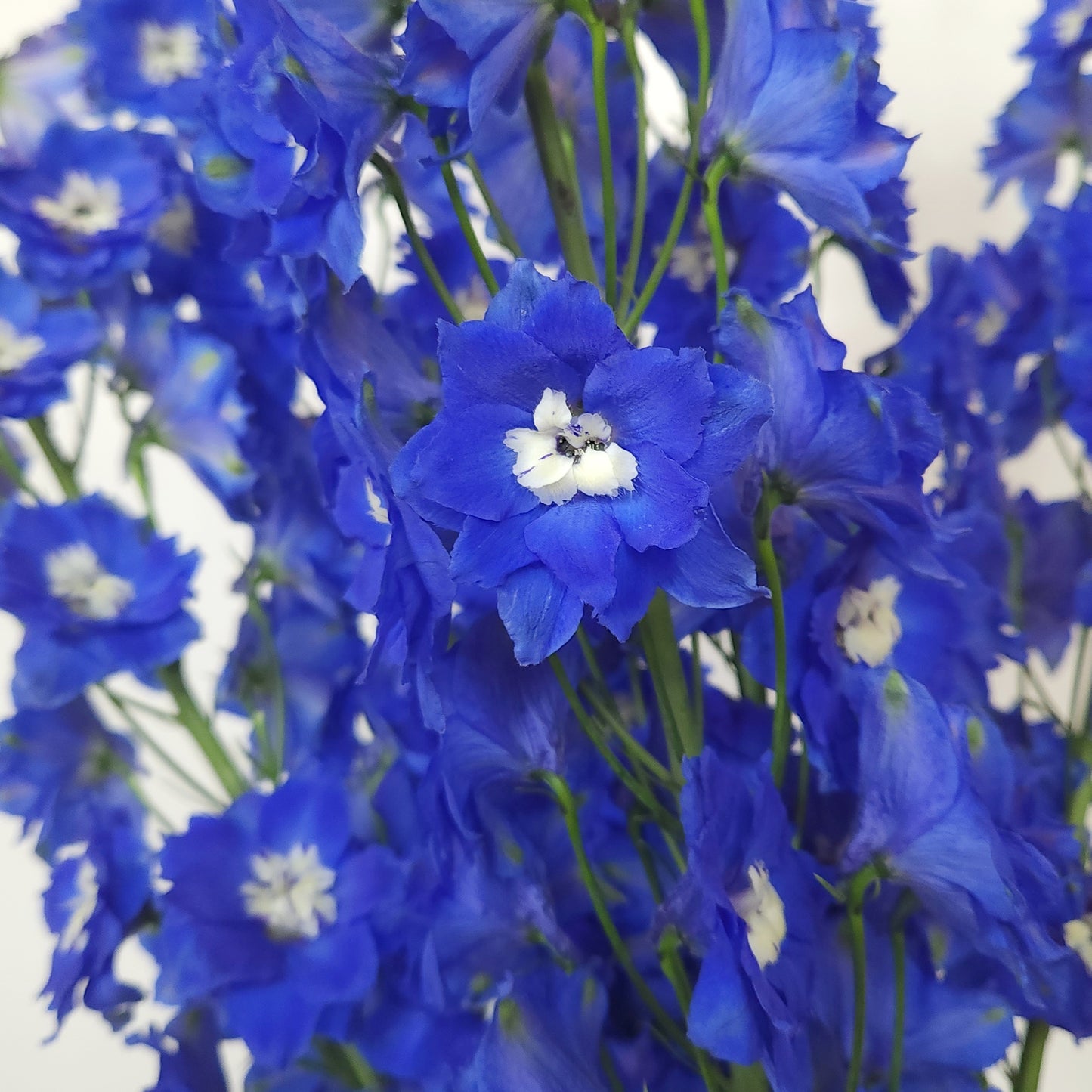 navy blue flower sameday delivery dubai delphinium