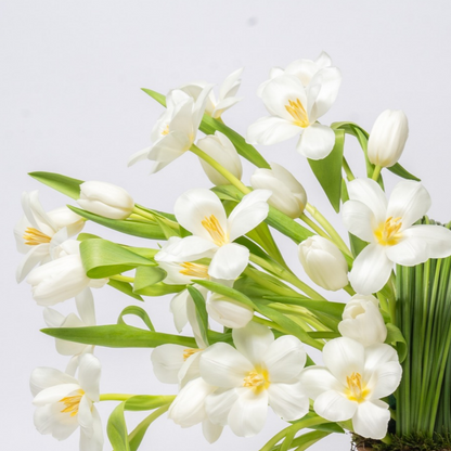 Tulip Falls