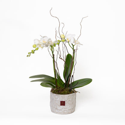 Mini Orchid Plant in White