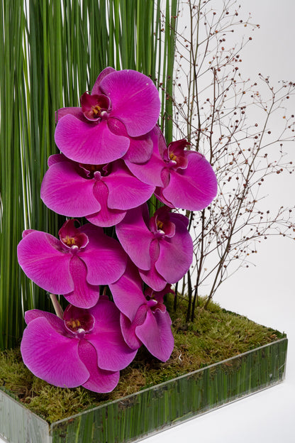 Orchid Garden