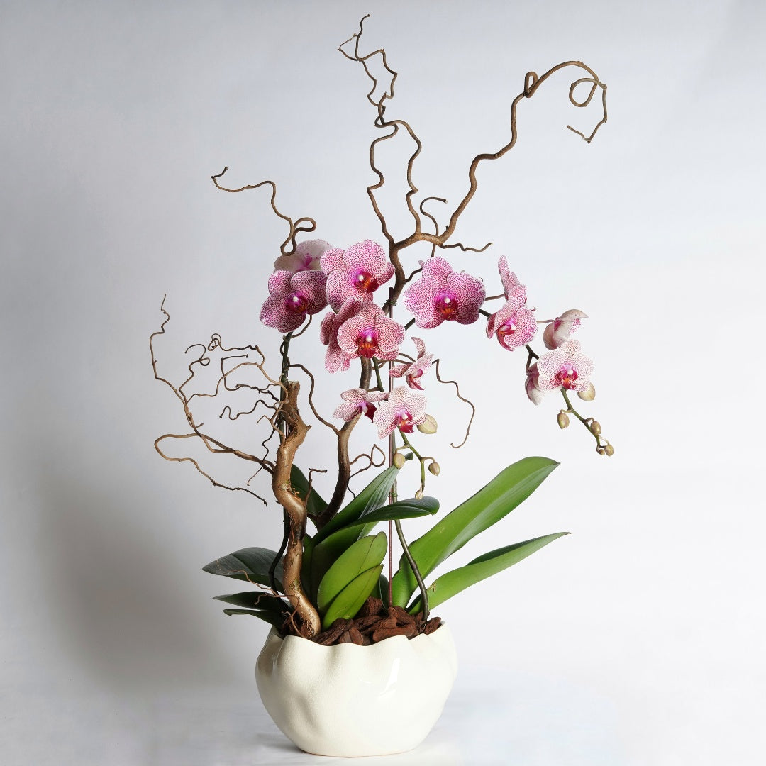 orchid plant arrangement 