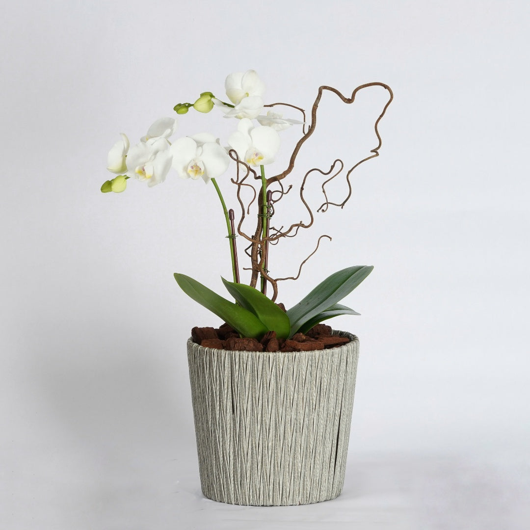 mini orchid plant