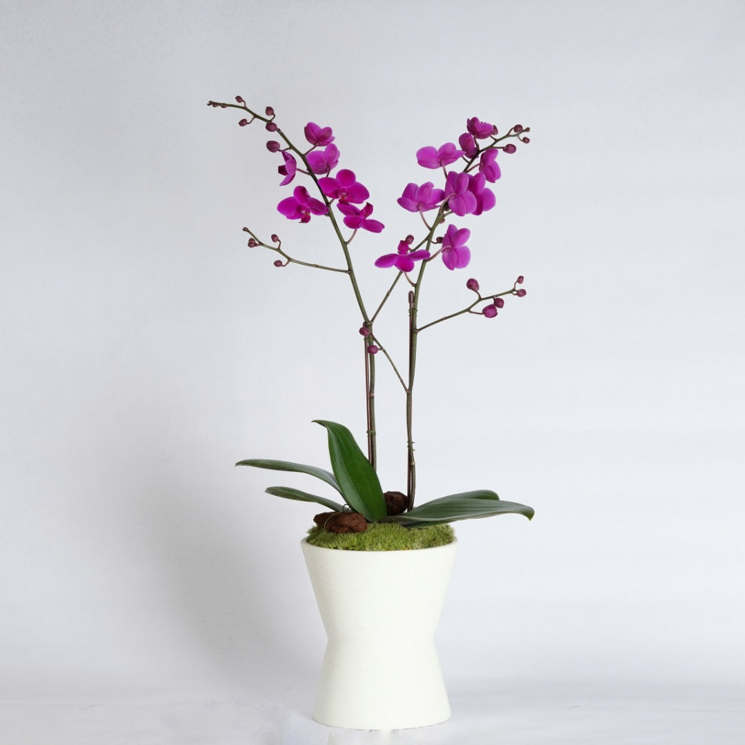 mini orchid plant