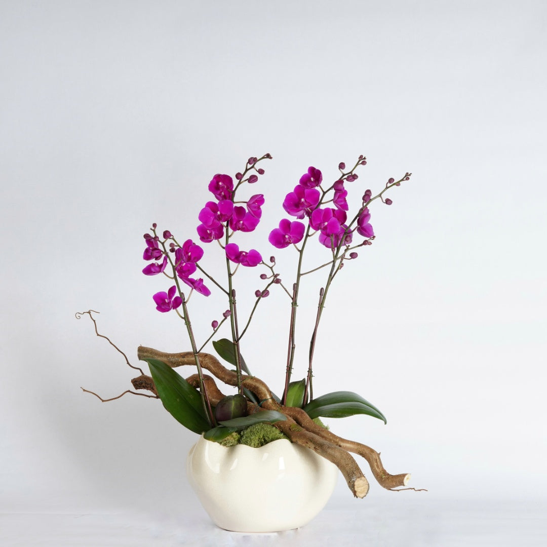 pink mini orchid plant