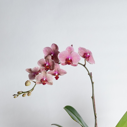 orchid plant delivery dubai