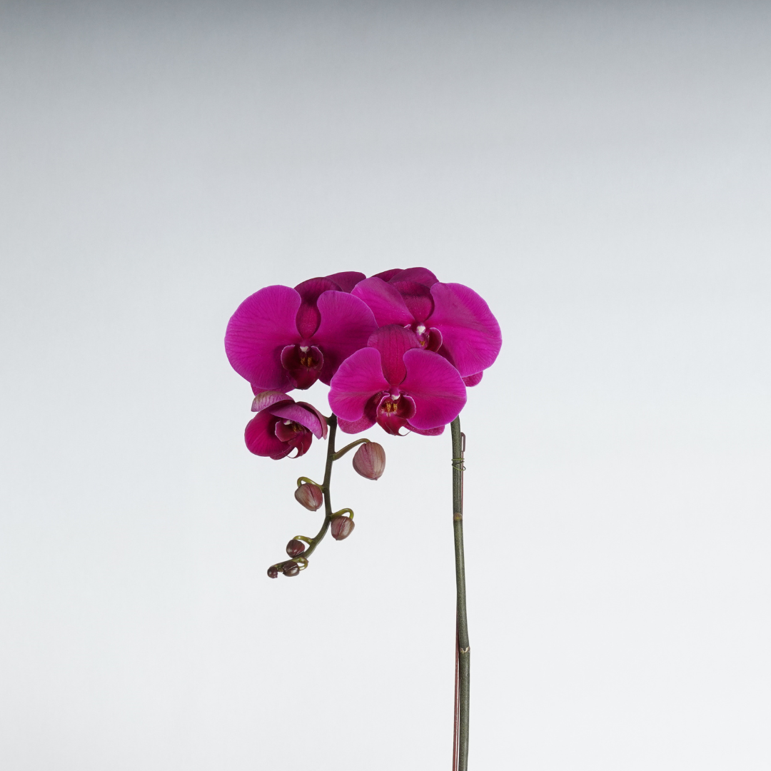 orchid plant delivery dubai