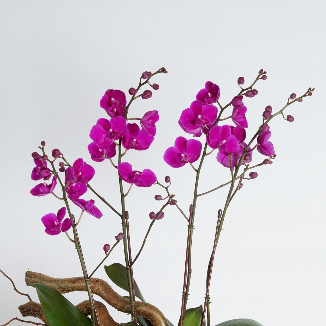 Orchid flower hot sale delivery
