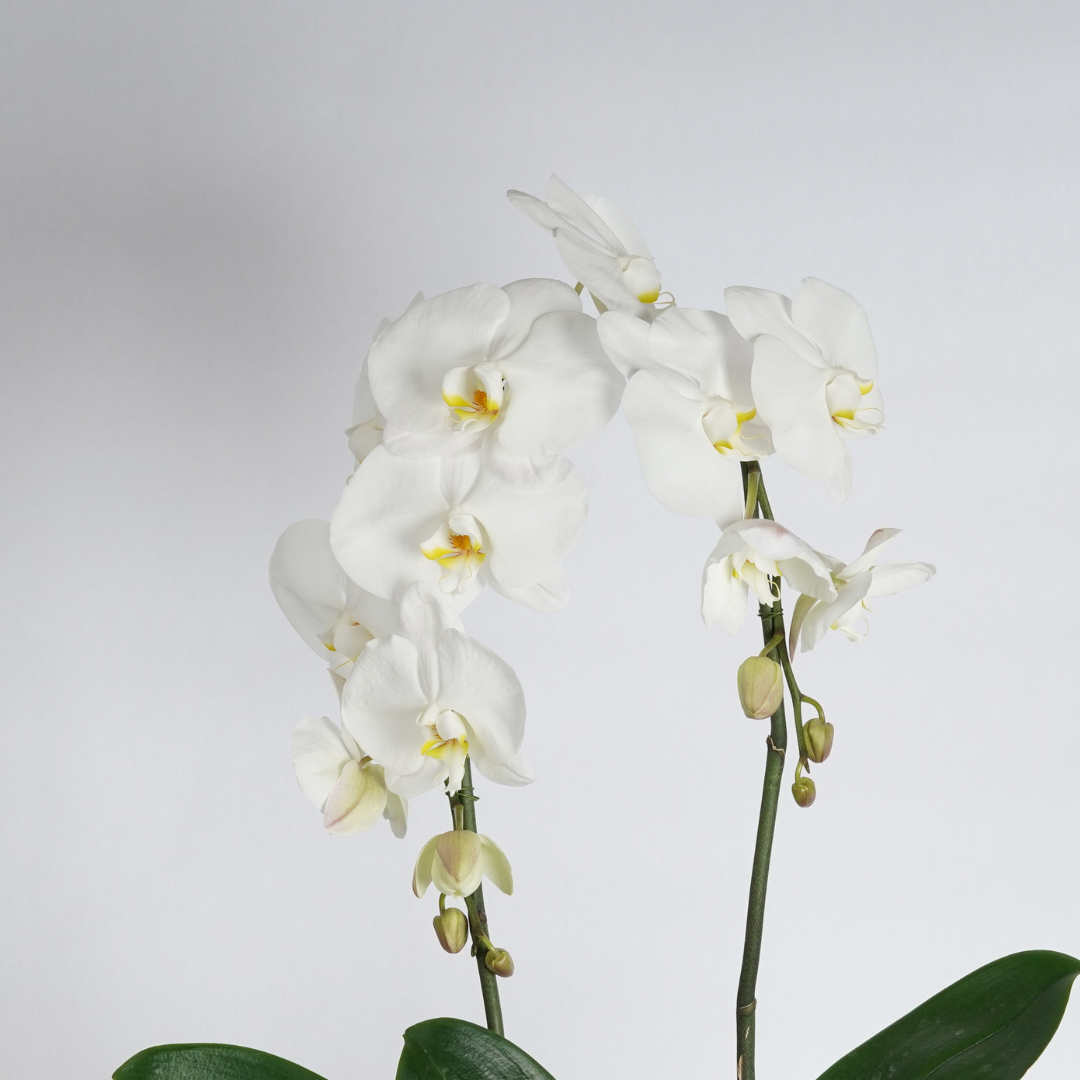 double stem white orchid plant