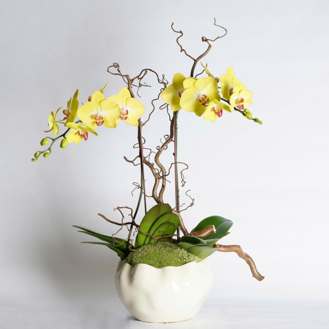 double stem orchid plant