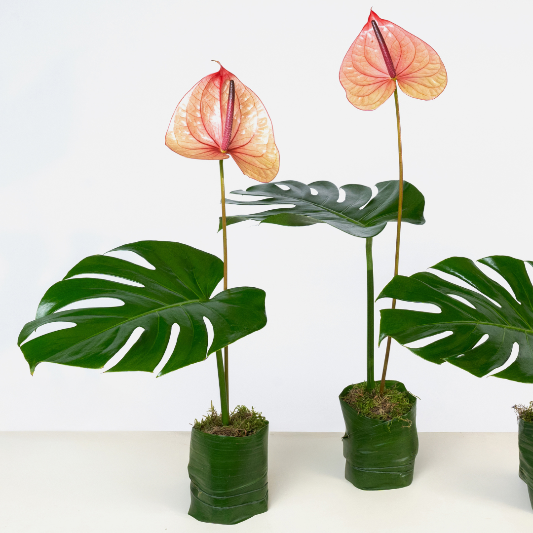 Peachy Anthurium Trio Set