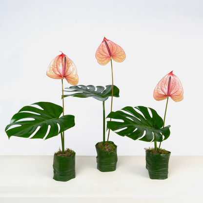 Peachy Anthurium Trio Set