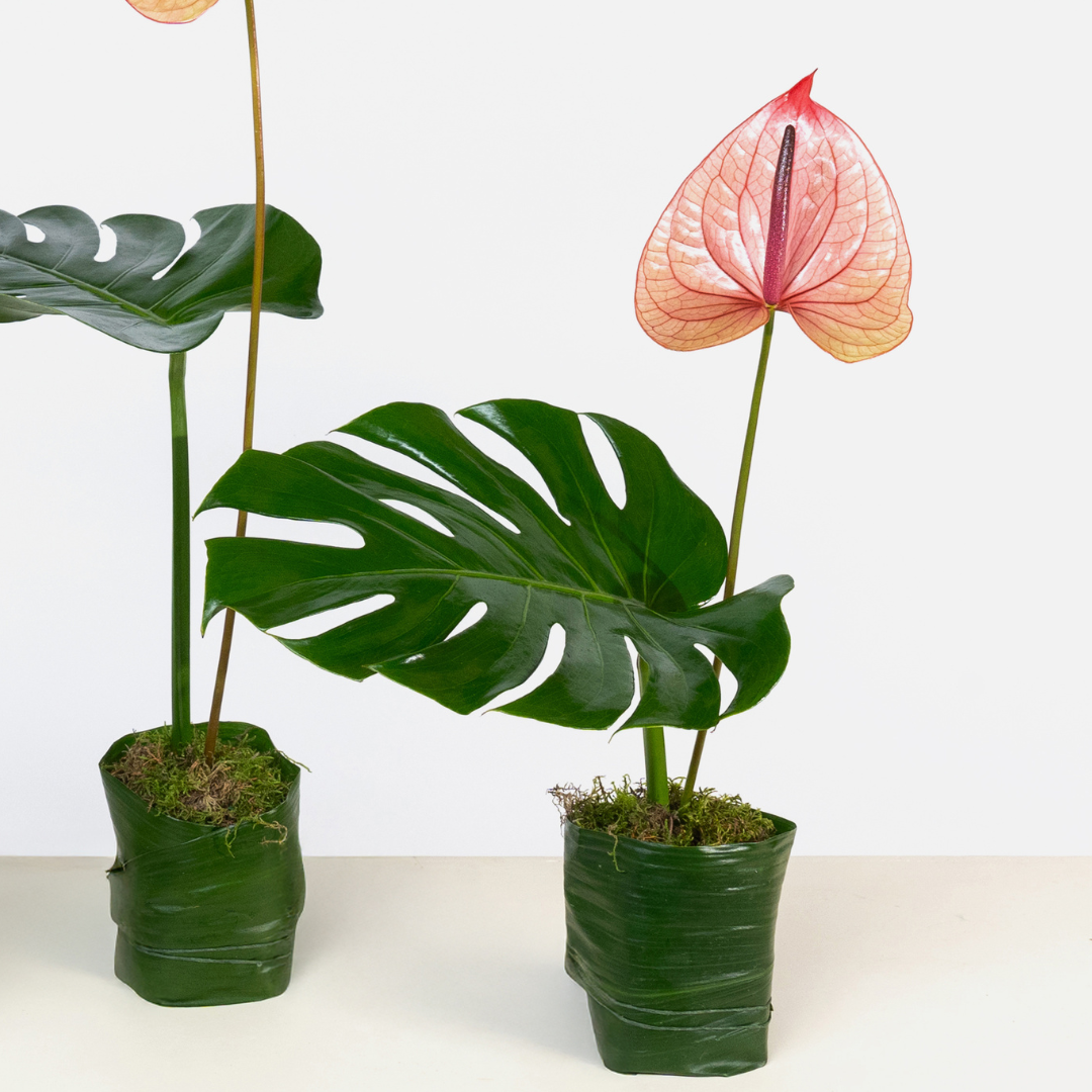 Peachy Anthurium Trio Set