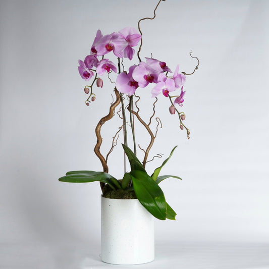 orchid plants arrangement 