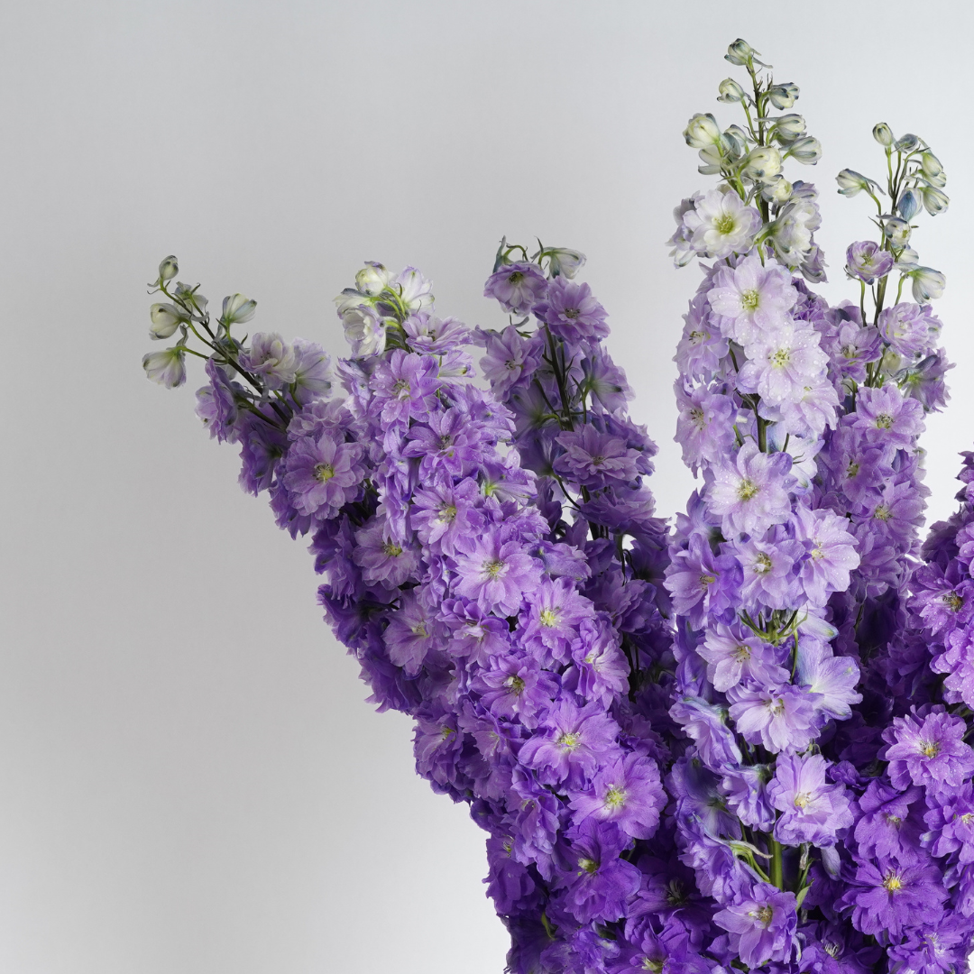 Purple Lagoon By Moz Flowers Purple lagoon by moz flowers