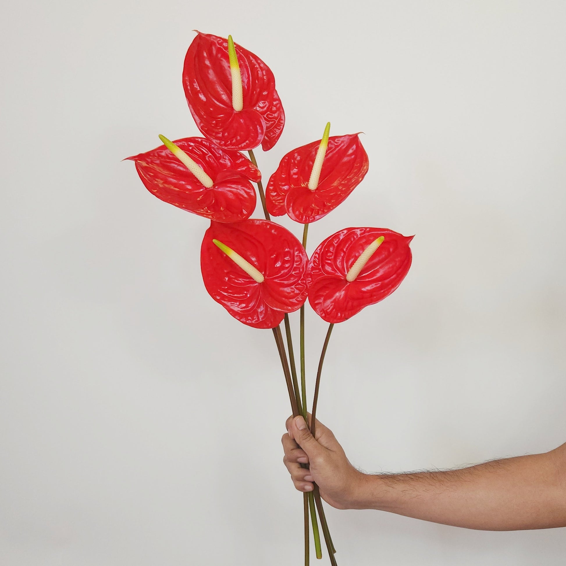 red Anthurium flowers free delivery dubai