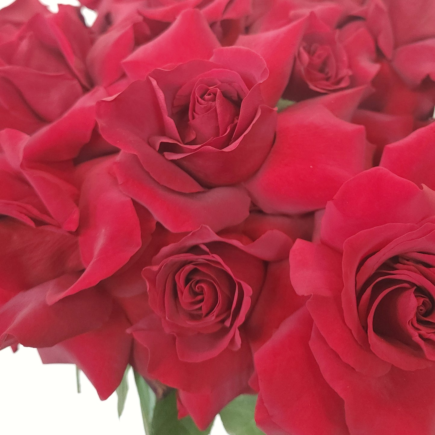 red roses same day delivery dubai