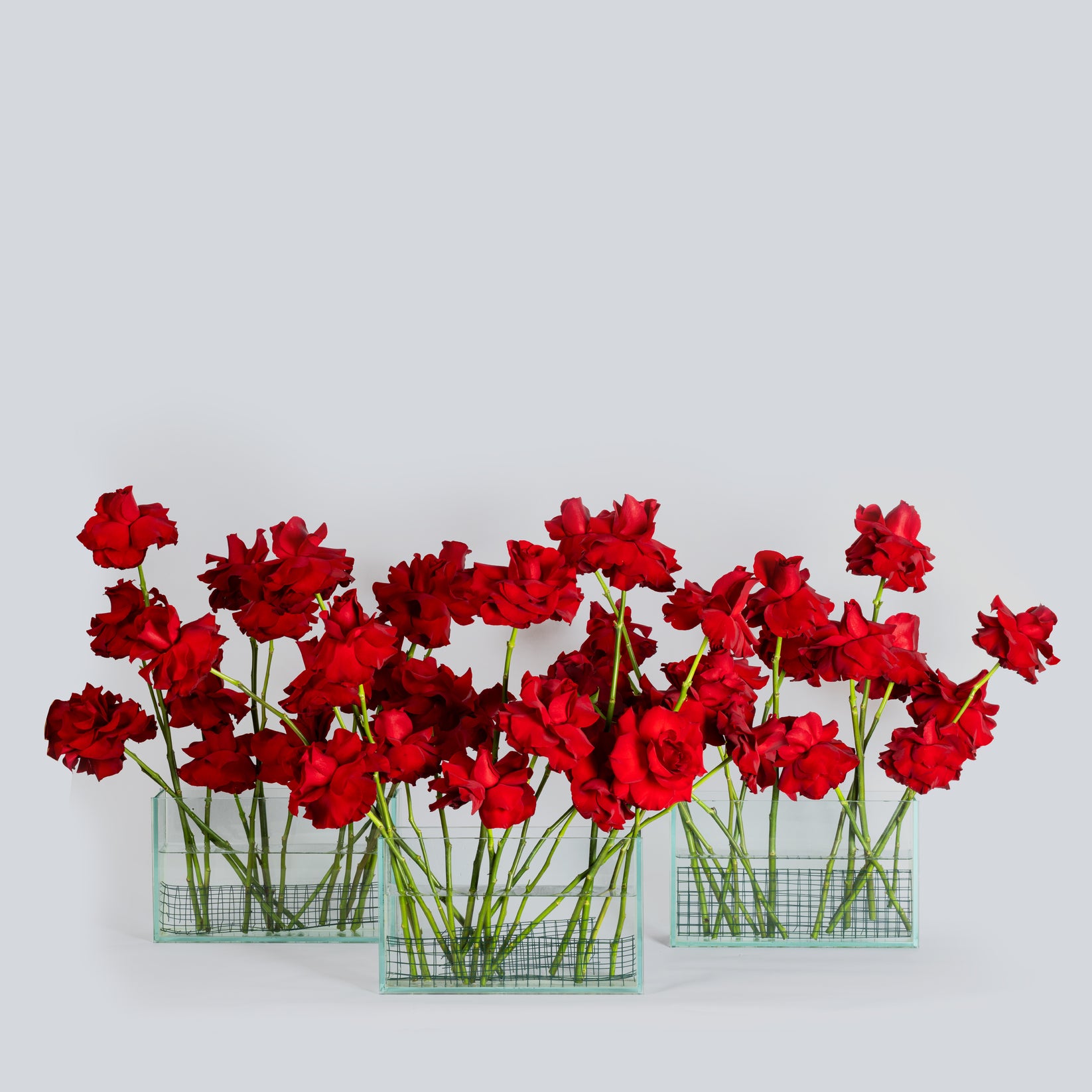Unveiling Elegance: A Closer Look at Our Red Roses Collection