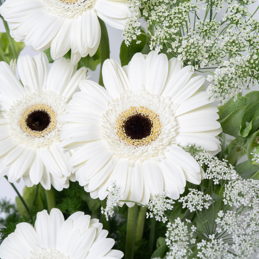 Gerbera Garden