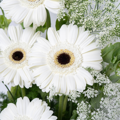 Gerbera Garden