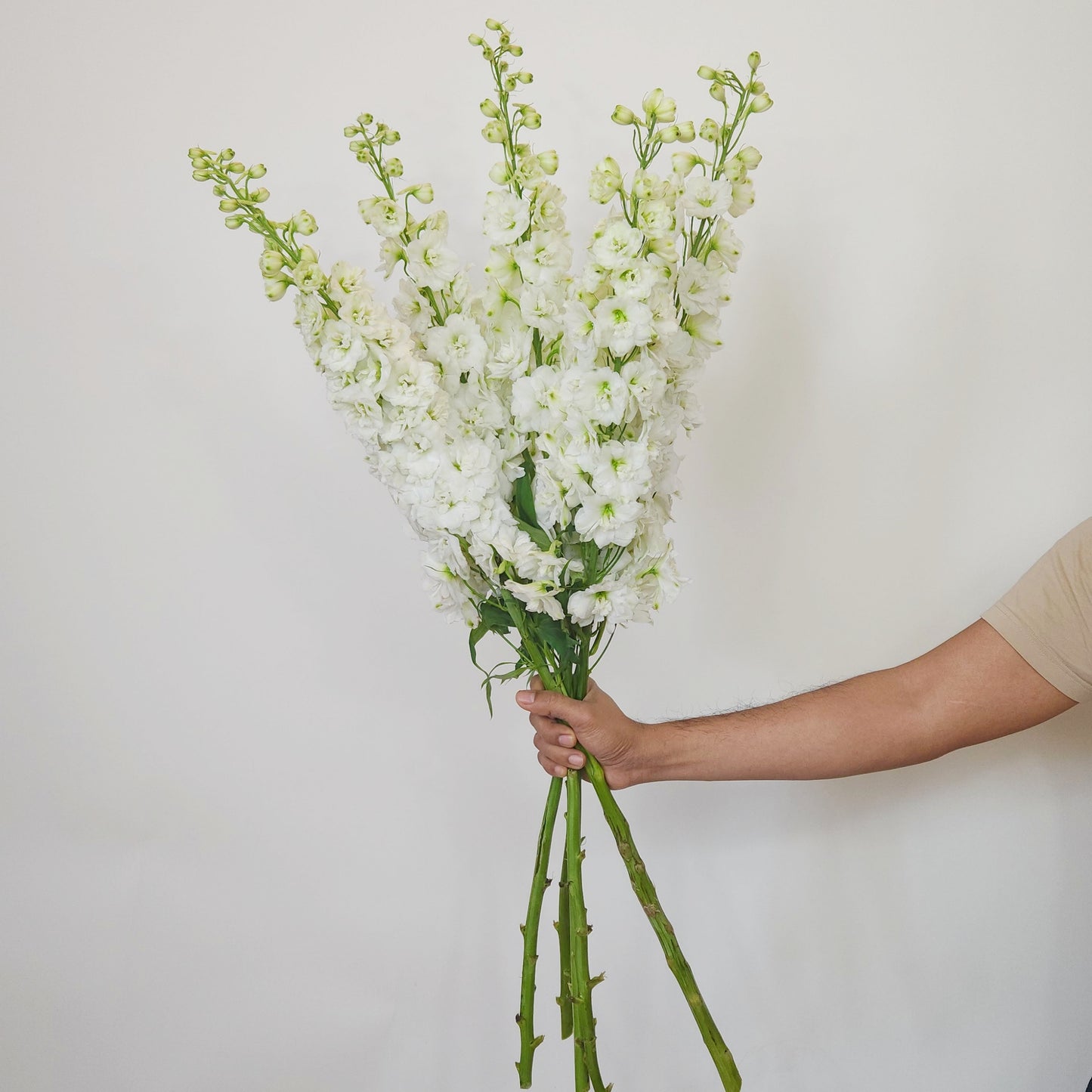 White Delphinium flower free flower delivery dubai