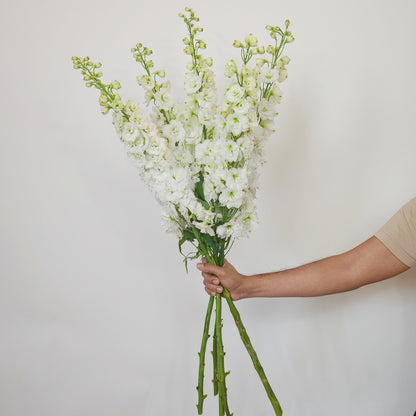 White Delphinium flower free flower delivery dubai