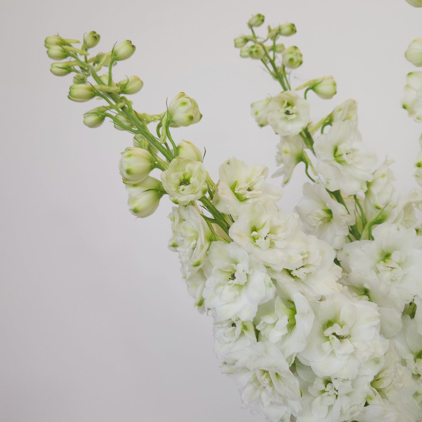 white flowers delivery dubai