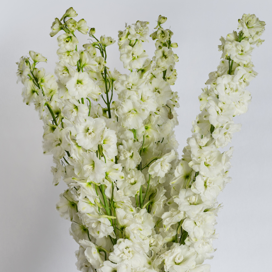 white flower bouquet delivery 