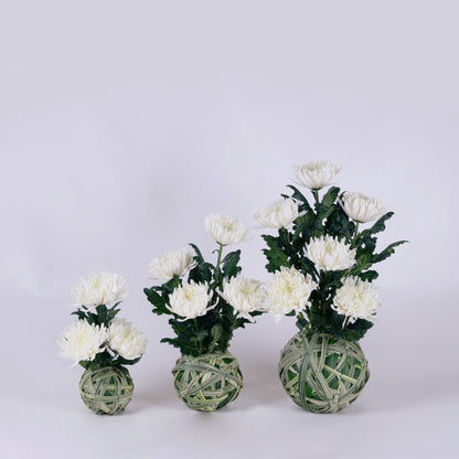 White Chrysanthemum Set Floral Arrangements