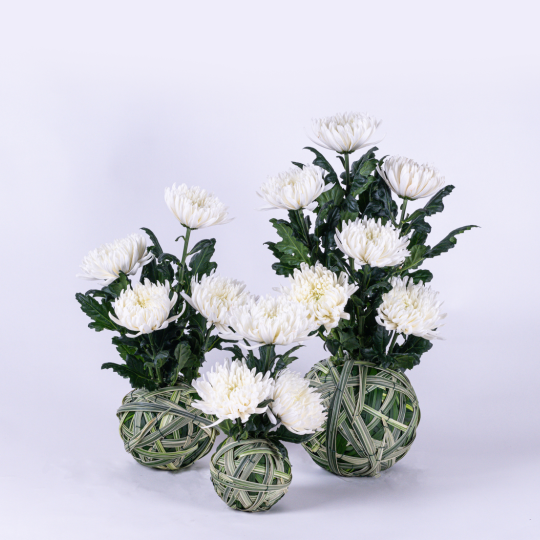 White Chrysanthemum Set Floral Arrangements