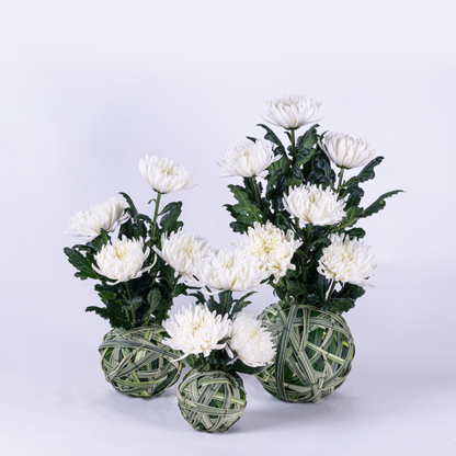 White Chrysanthemum Set Floral Arrangements