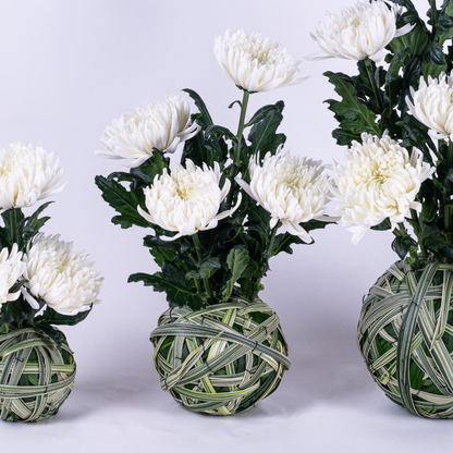 White Chrysanthemum Set Floral Arrangements