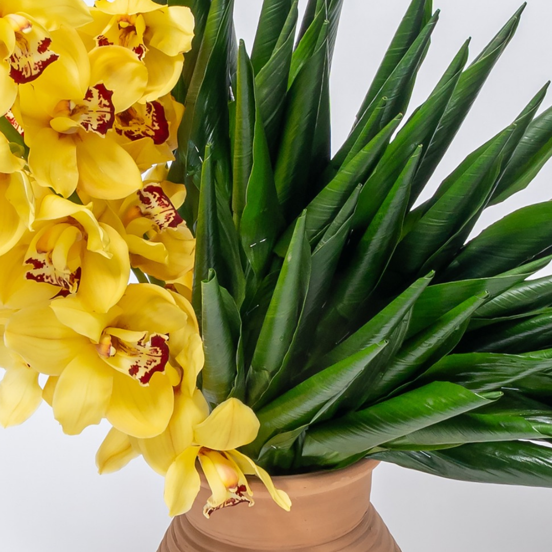 Orchid Orient