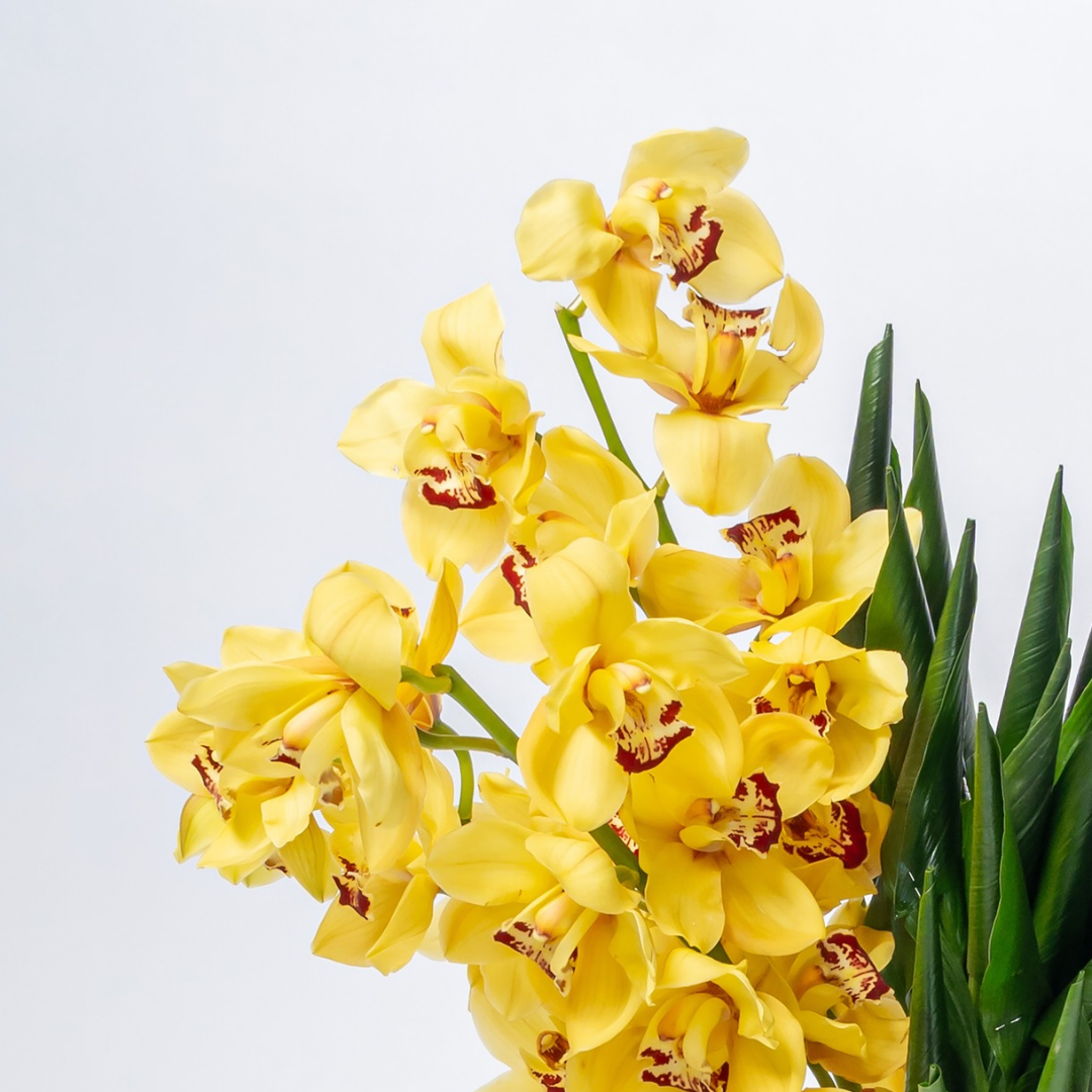 Orchid Orient