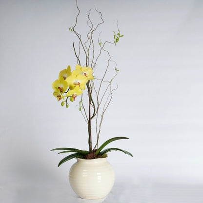 yellow orchid plant 